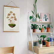 Mushroom Botanical | Modern Paint By Numbers Kit