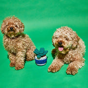 Dog Toy - Cotton & Natural Dyes -Crochet Potted Plant - Fair-trade