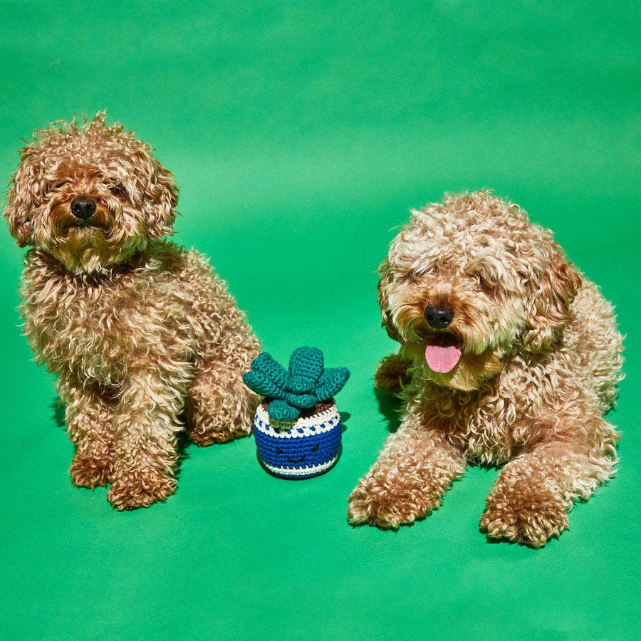 Dog Toy - Cotton & Natural Dyes -Crochet Potted Plant - Fair-trade